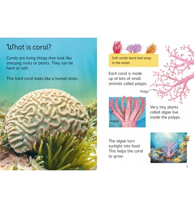 Beginners. Coral Reefs