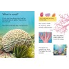 Beginners. Coral Reefs