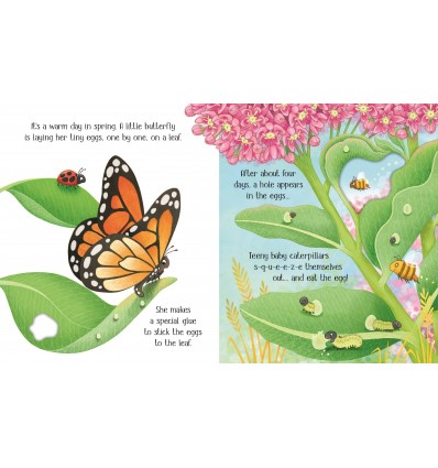 Usborne Life Cycles. One Little Butterfly