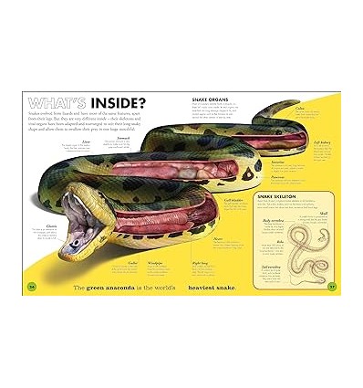 Everything You Need to Know About Snakes : And Other Scaly Reptiles