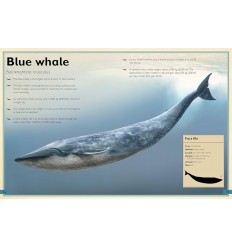 The Magnificent Book of Ocean Creatures 2