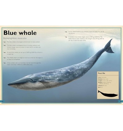 The Magnificent Book of Ocean Creatures