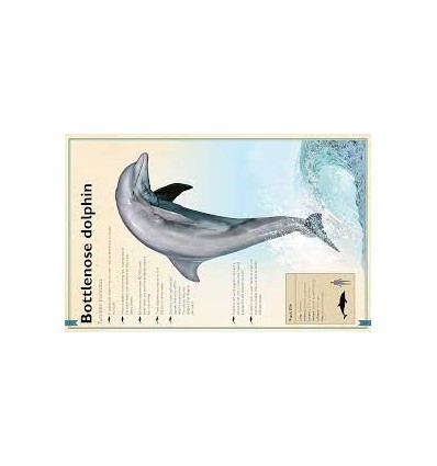 The Magnificent Book of Ocean Creatures