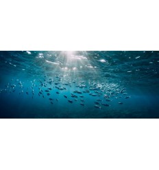 The Ocean Selection 2