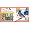 Little Kids First Nature Guide Birds