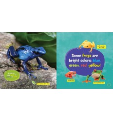 Little Kids First Board Book: Frogs 2
