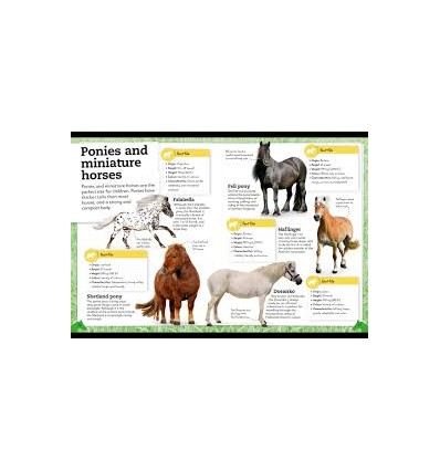 My Book of Horses and Ponies