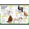 My Book of Horses and Ponies