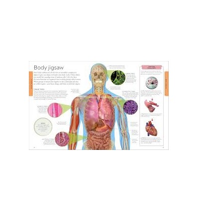 Human Body A Children's Encyclopedia