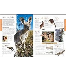 Animals : A Children's Encyclopedia 2