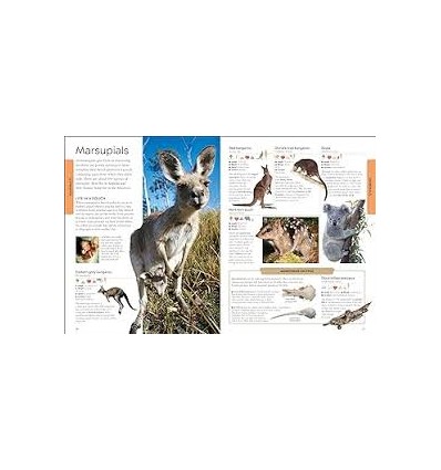 Animals : A Children's Encyclopedia