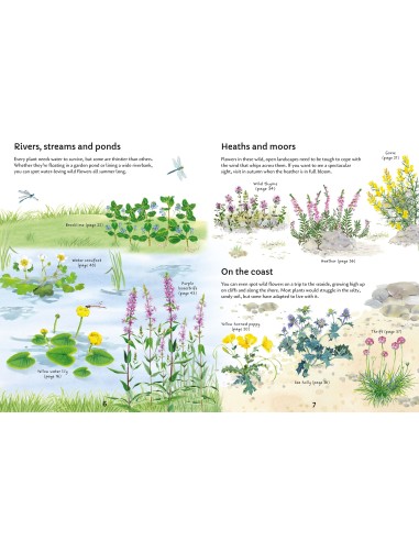 Spotter's Guides: Wild Flowers