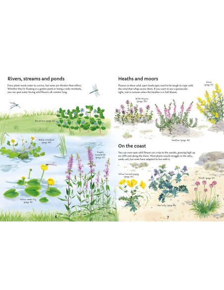 Spotter's Guides: Wild Flowers