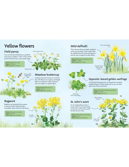 Spotter's Guides: Wild Flowers