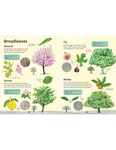Spotter's Guides: Trees