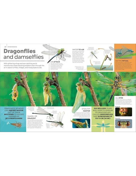 Eyewitness Encyclopedia of Animals