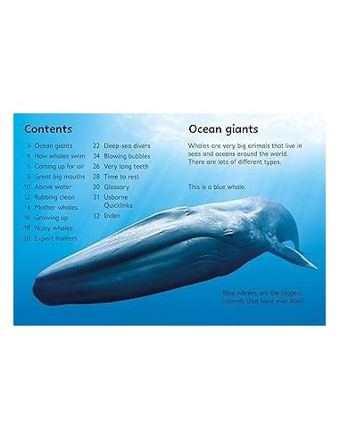 Beginners Whales