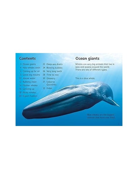 Beginners Whales
