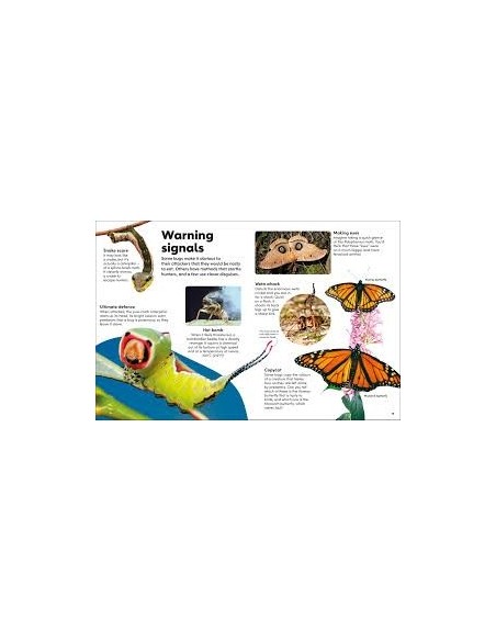 Eyewonder Bugs